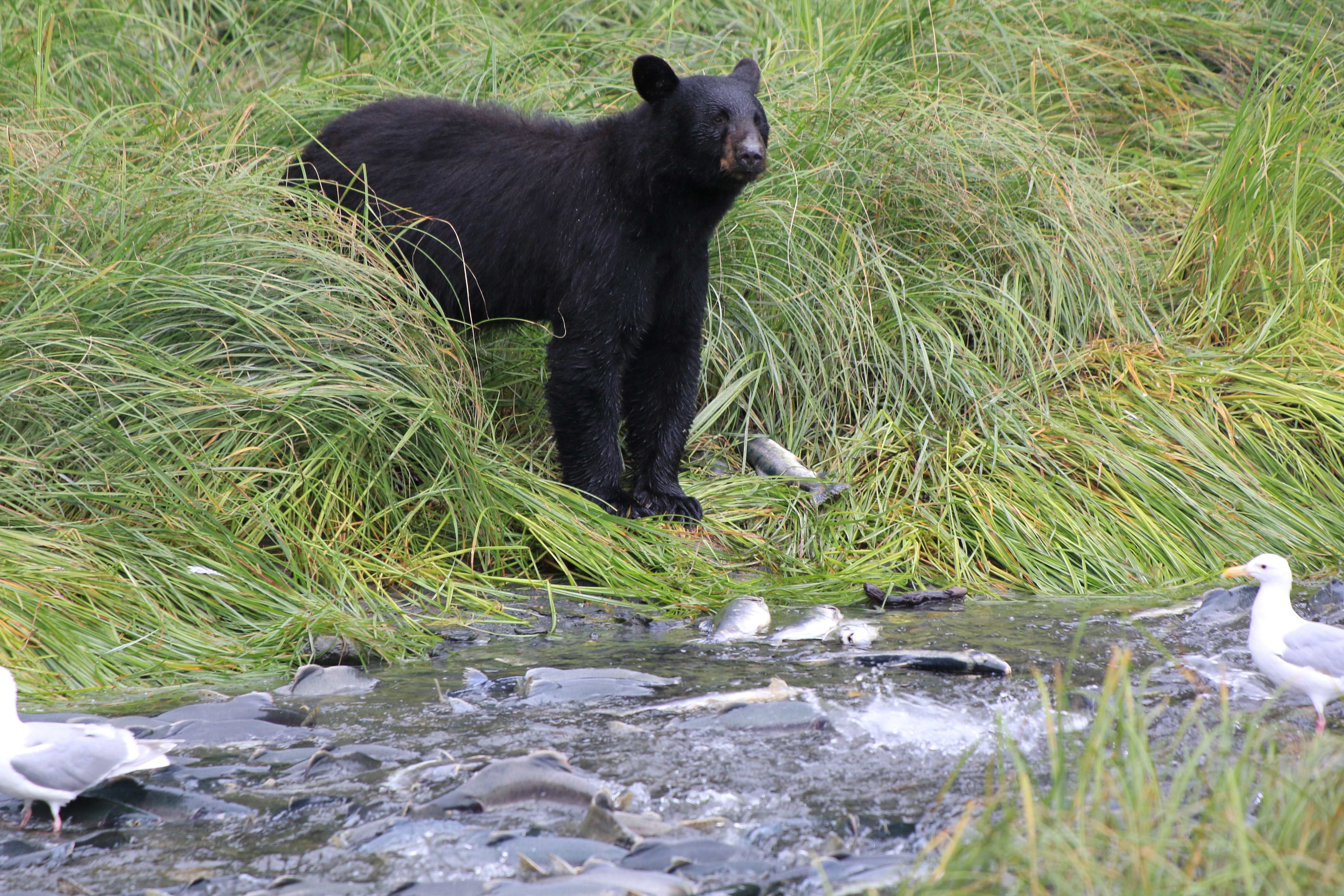 Alaska